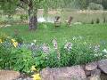 Lake -flowers in foreground